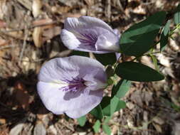 Clitoria mariana L. resmi