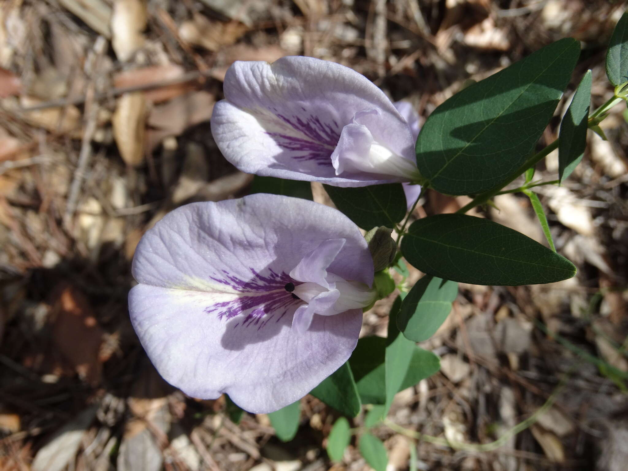 Clitoria mariana L. resmi