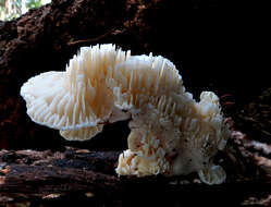 Image of Trametes vespacea (Pers.) Zmitr., Wasser & Ezhov 2012