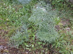 Image of Giant Fennel