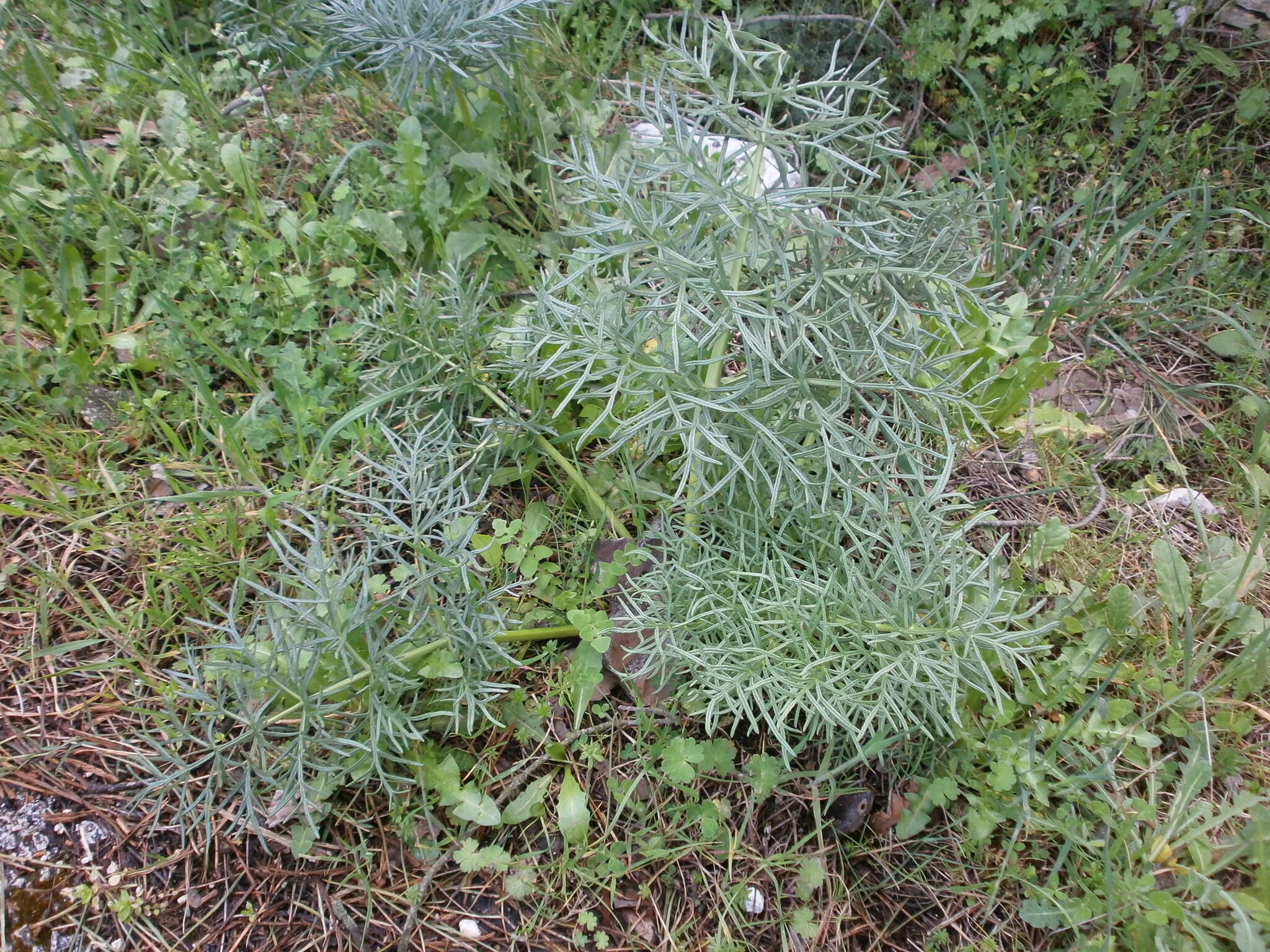 Image of Giant Fennel