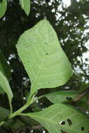 Image of Verbesina crassiramea S. F. Blake