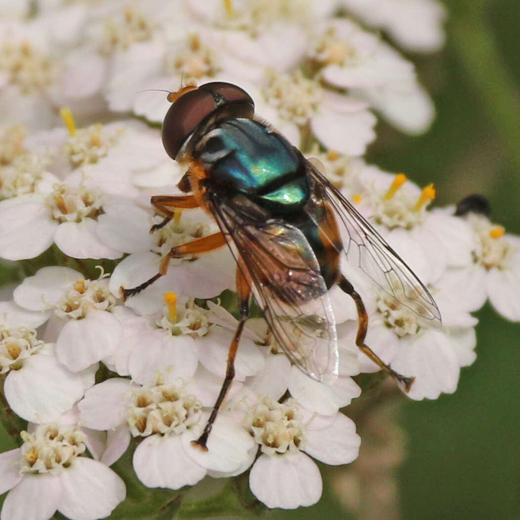 Image of Austalis copiosa (Walker 1852)