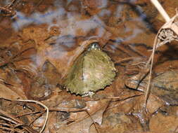 Image of Escambia Map Turtle