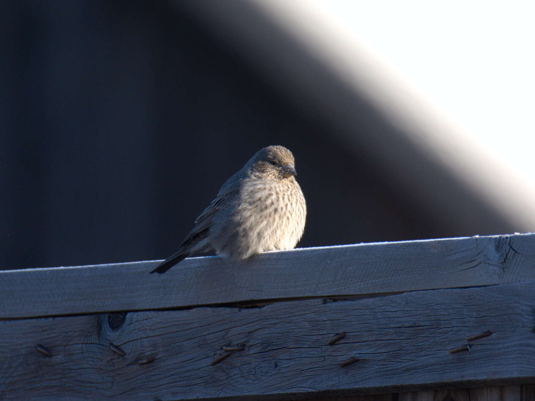 Image of Great Rosefinch