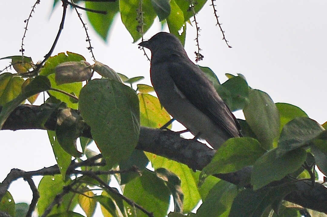 Image of Black-winged Cuckooshrike