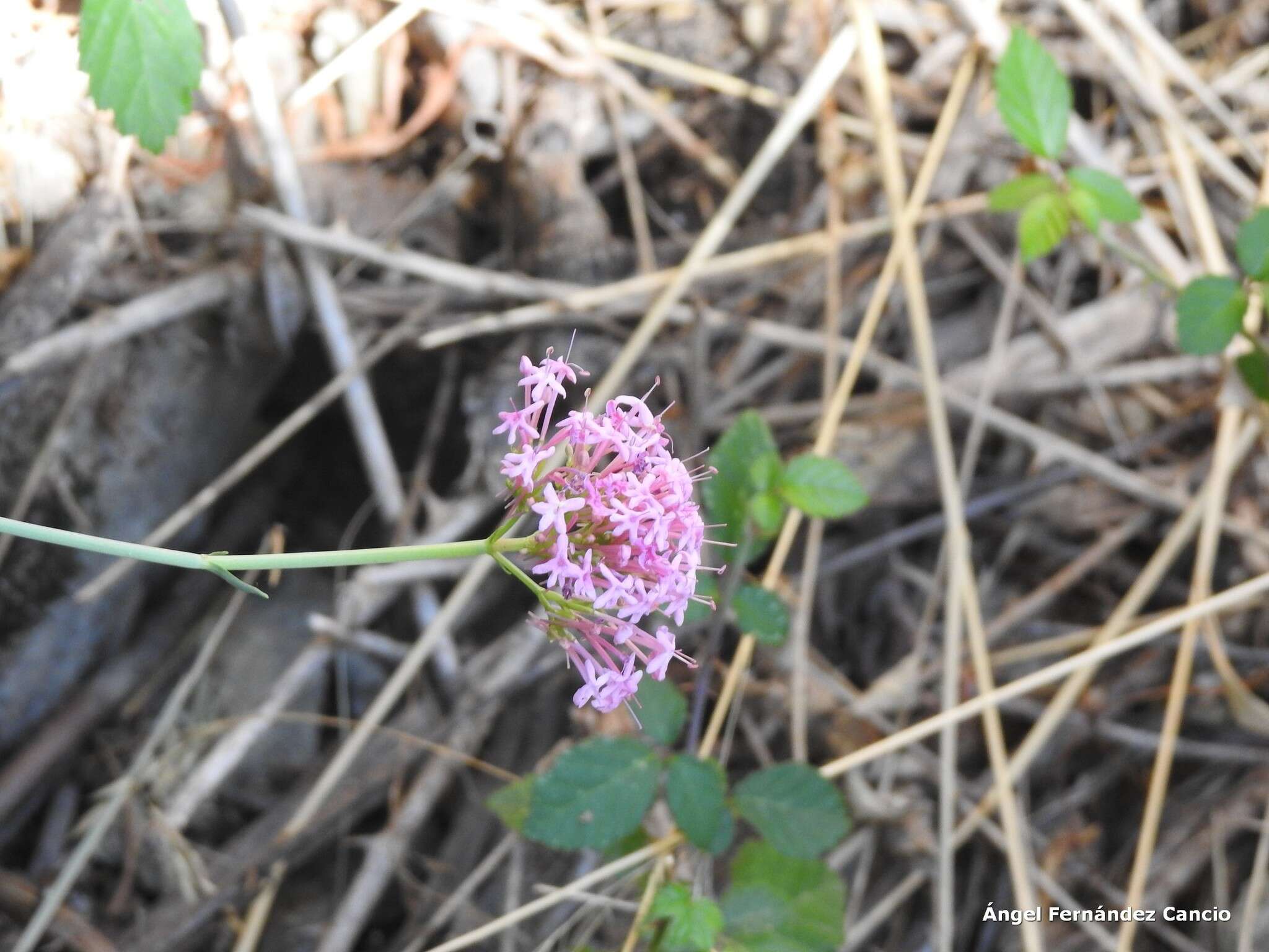 Image of Centranthus lecoqii Jordan