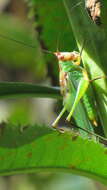 Image of Black-legged Meadow Katydid