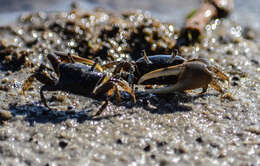 Image of Atlantic Marsh Fiddler Crab