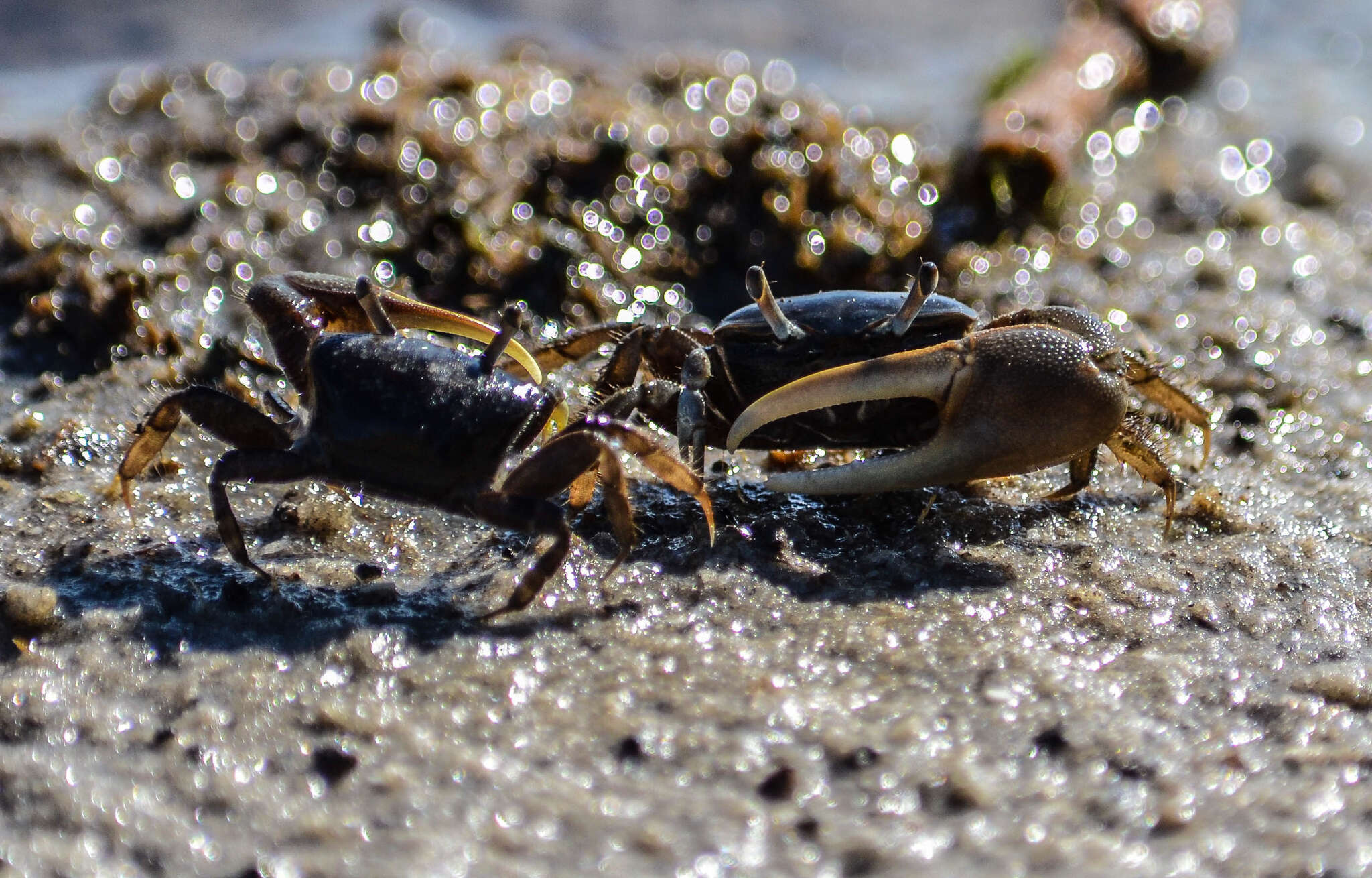 Image of Atlantic Marsh Fiddler Crab