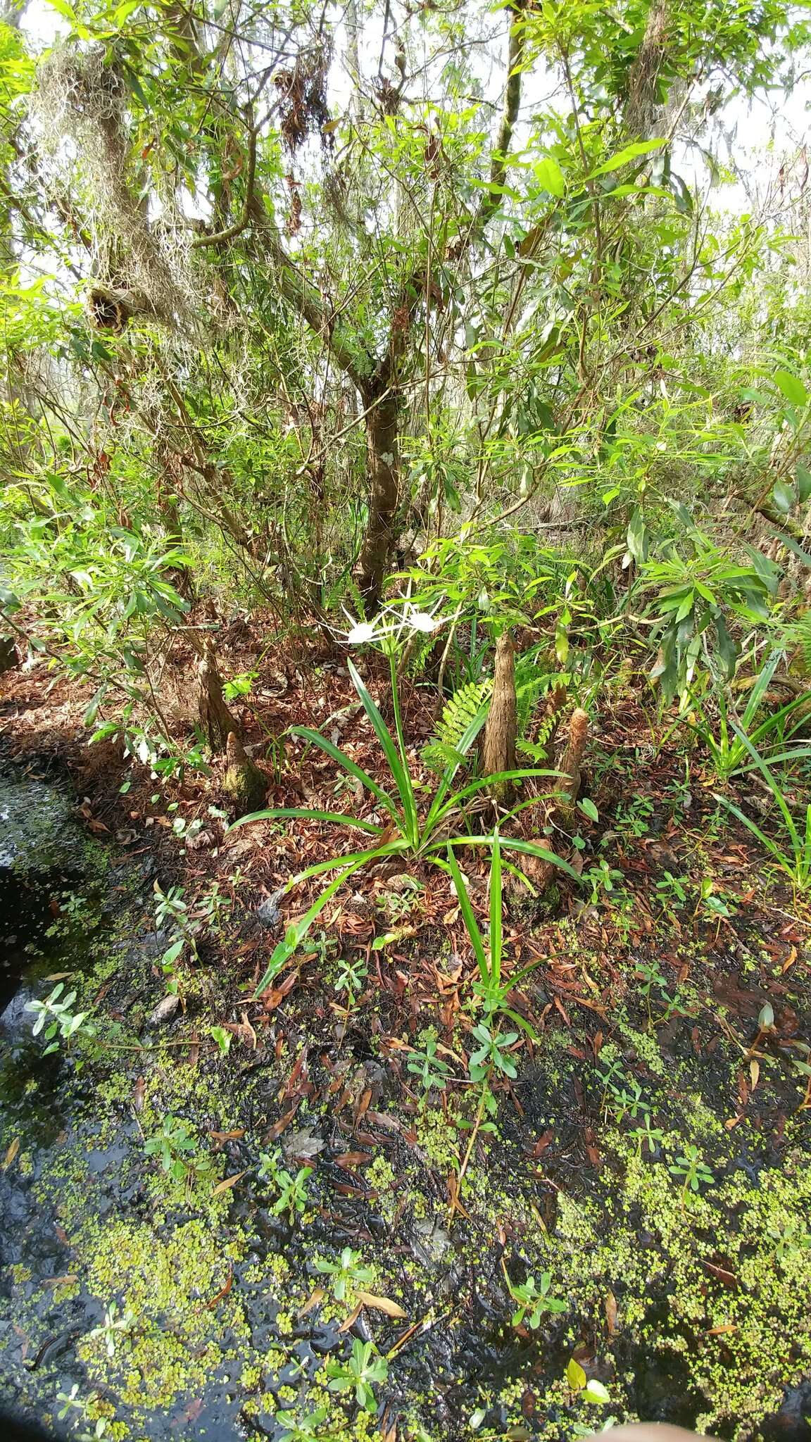 Image of spring spiderlily