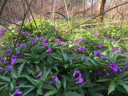 Image of Cardamine glanduligera O. Schwarz