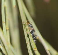 Image de Myrmecia urens Lowne 1865