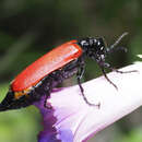 Image of Lytta (Adicolytta) cardinalis Chevrolat 1834