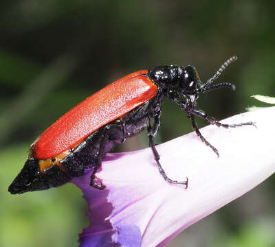 Image of Lytta (Adicolytta) cardinalis Chevrolat 1834