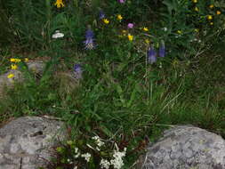 Image of Phyteuma persicifolium Hoppe