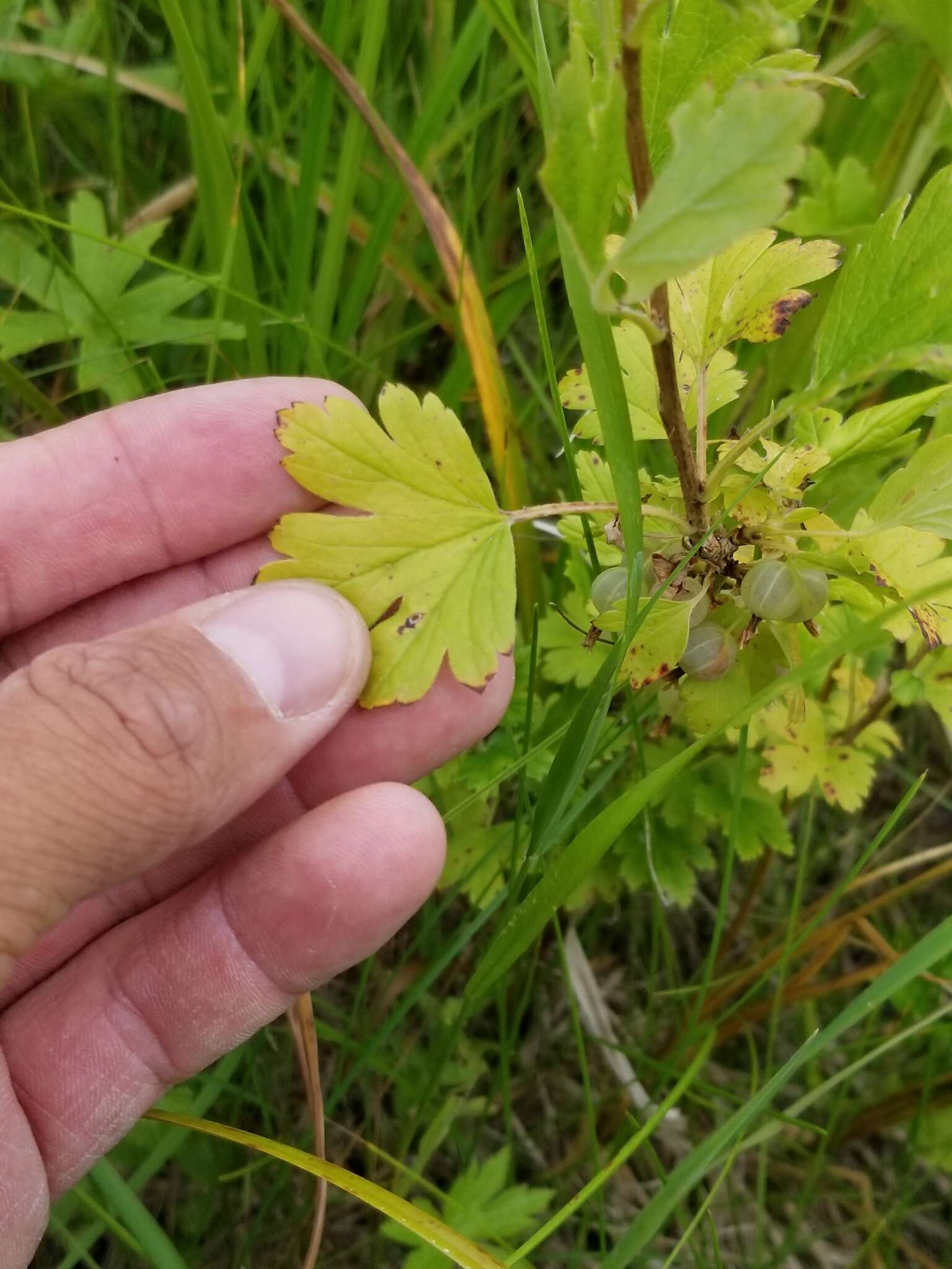 Plancia ëd Ribes hirtellum Michx.