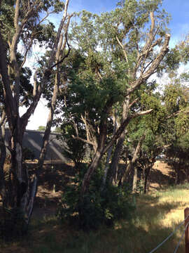 Image of Northern California walnut