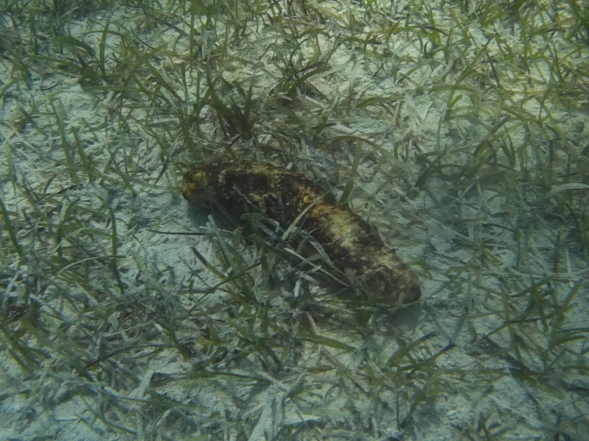 Image de Concombre de mer à points