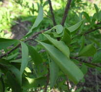 Image of Common Spike Thorn