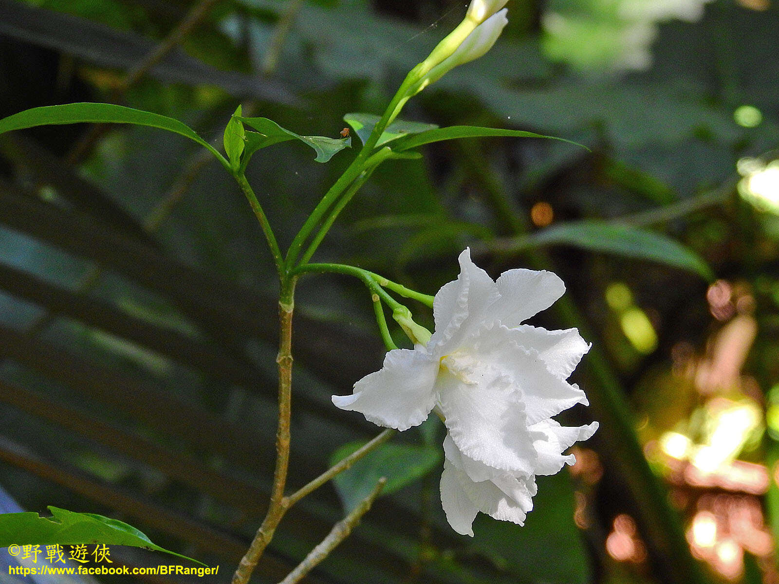 Image of pinwheelflower