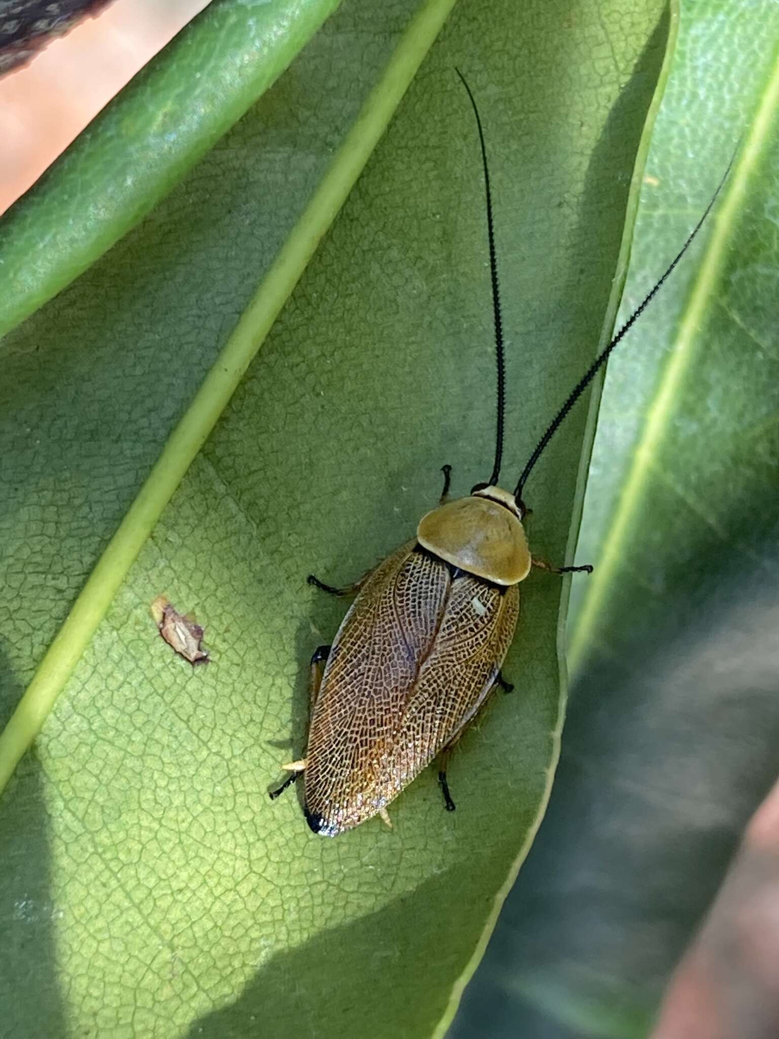 Image de Ellipsidion humerale (Tepper 1893)