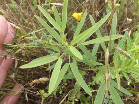 Sivun Senna roemeriana (Scheele) H. S. Irwin & Barneby kuva