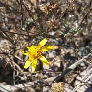 Image of Picradeniopsis pringlei (Greenm.) B. G. Baldwin