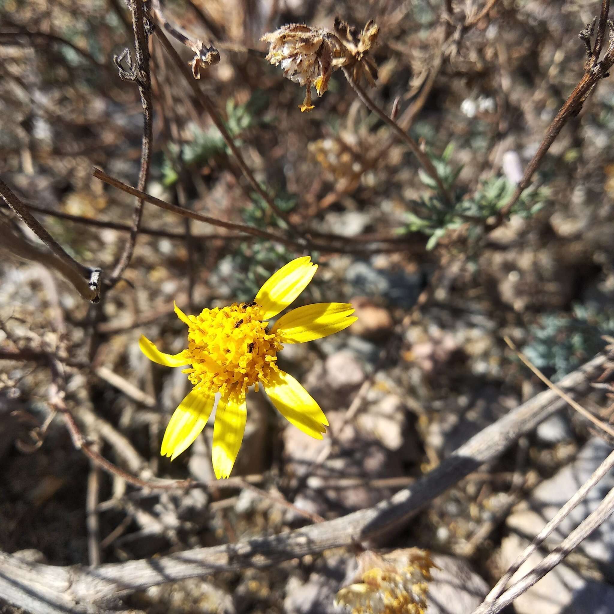 Image of Picradeniopsis pringlei (Greenm.) B. G. Baldwin