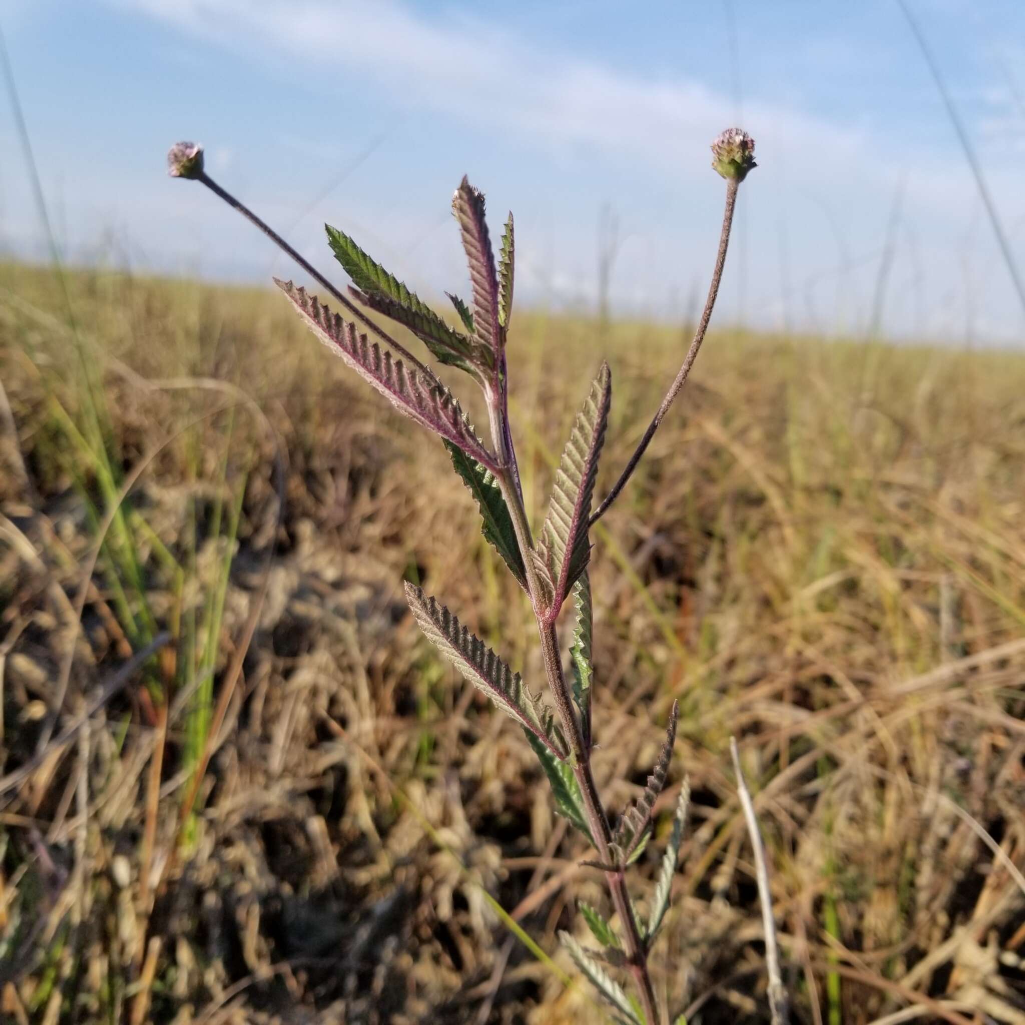 Image of Southern Frogfruit