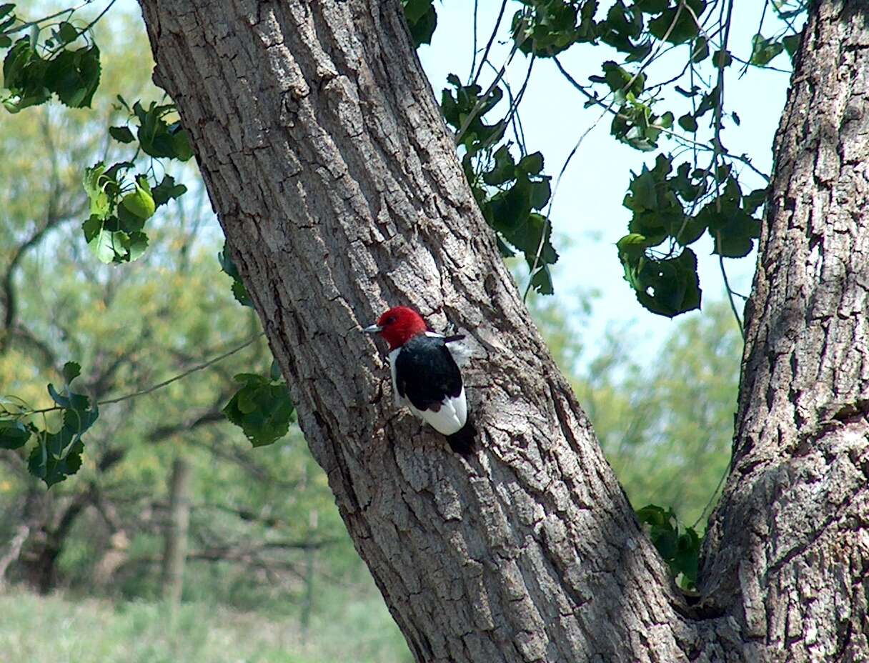 Image of Red-headed Woodpecker