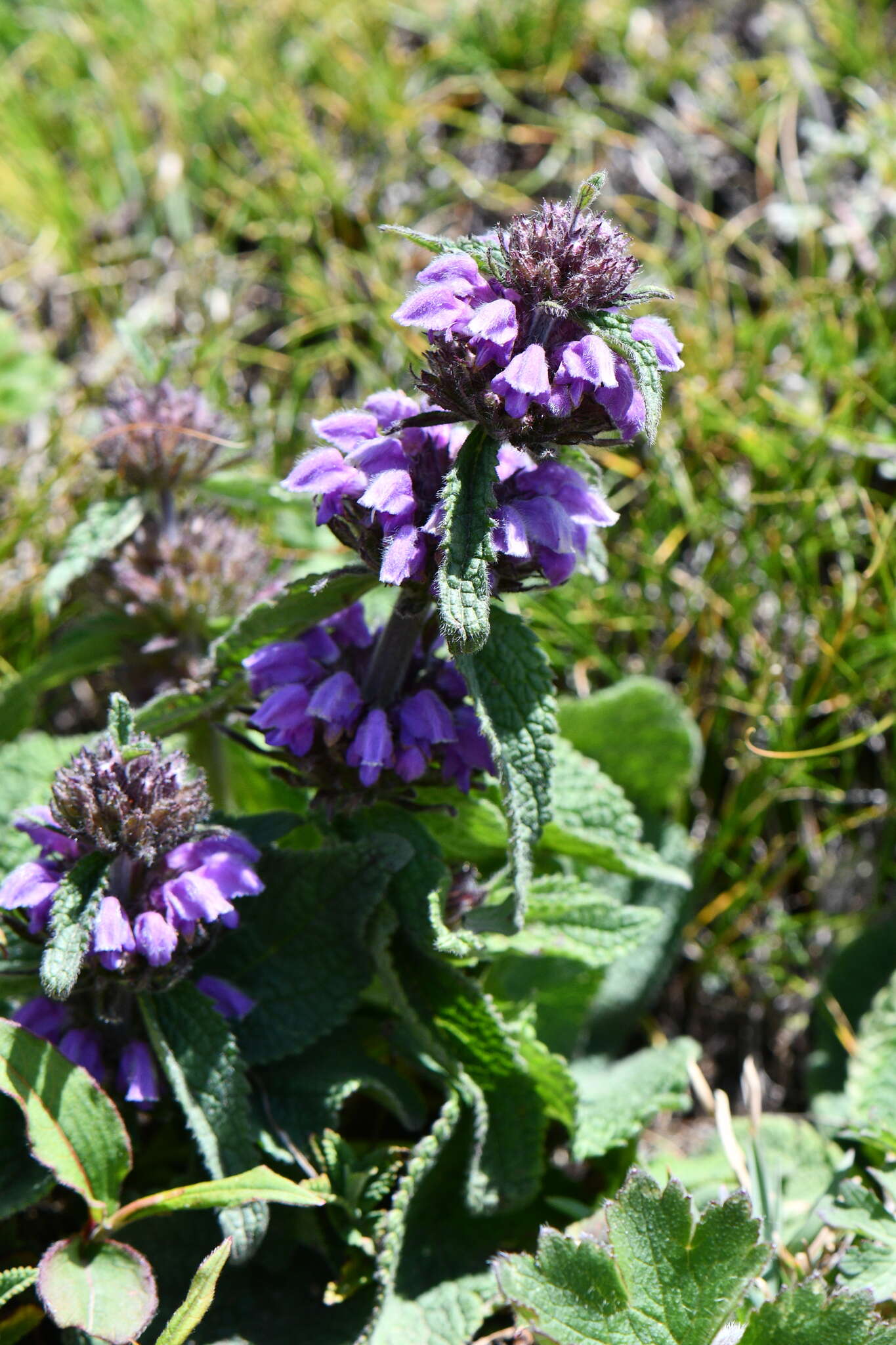 Image of Phlomoides bracteosa (Royle ex Benth.) Kamelin & Makhm.