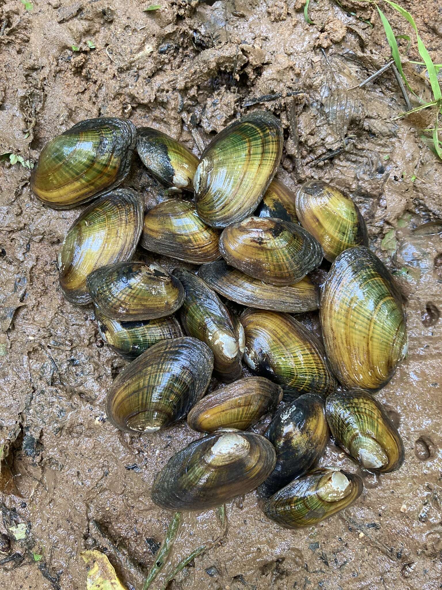 Imagem de Leaunio vanuxemensis (I. Lea 1838)