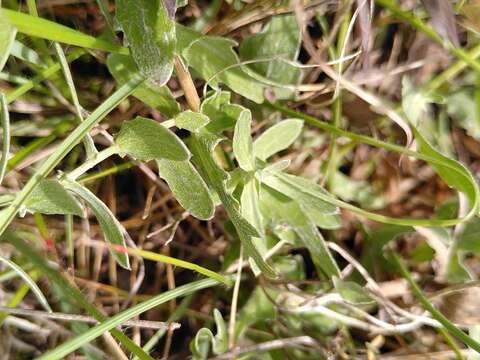 Image of Centaurea pectinata L.