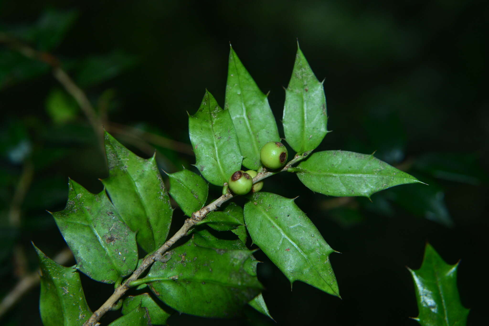 Слика од Ilex bioritsensis Hayata