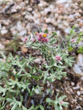 Image of Helichrysum candolleanum Buek