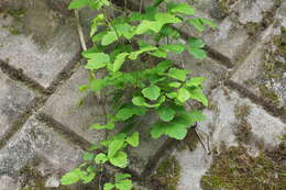 Image of Akebia trifoliata (Thunb.) Koidz.
