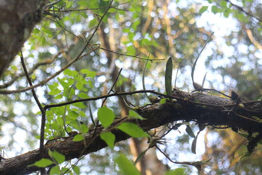 Image of Bulbophyllum bifurcatoflorens (Fukuy.) J. J. Verm., Schuit. & de Vogel