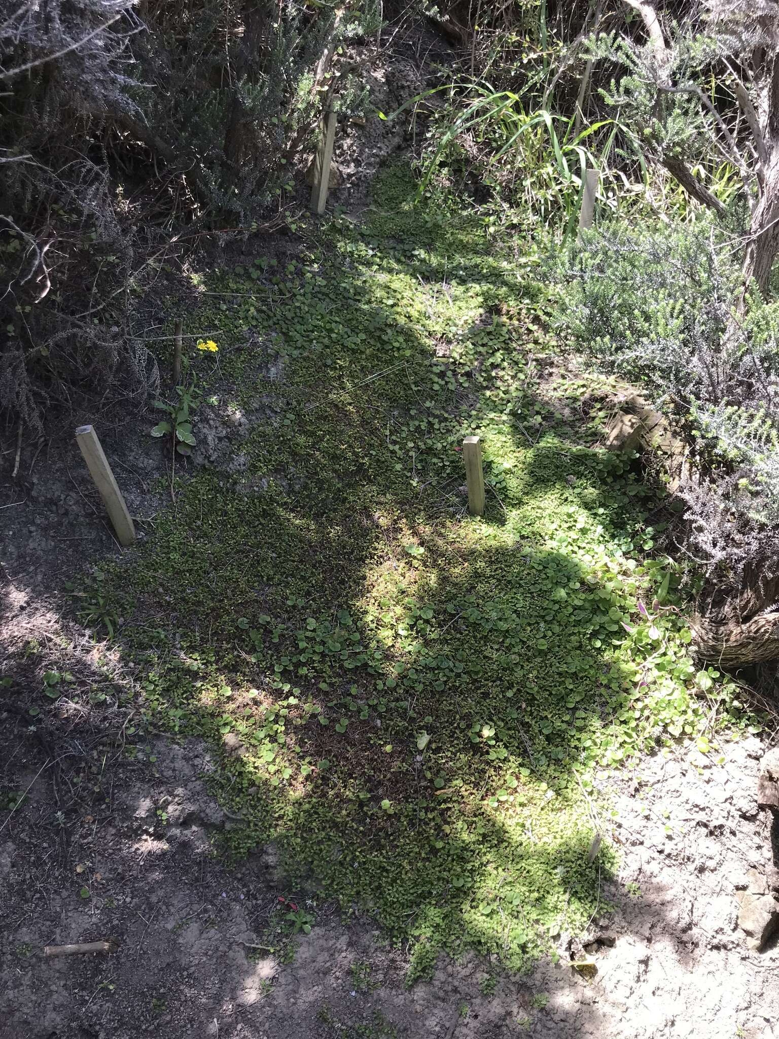 Image of Leptinella nana (D. Lloyd) D. G. Lloyd & C. J. Webb