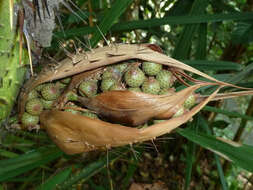 Image of Calamus grandis Griff.