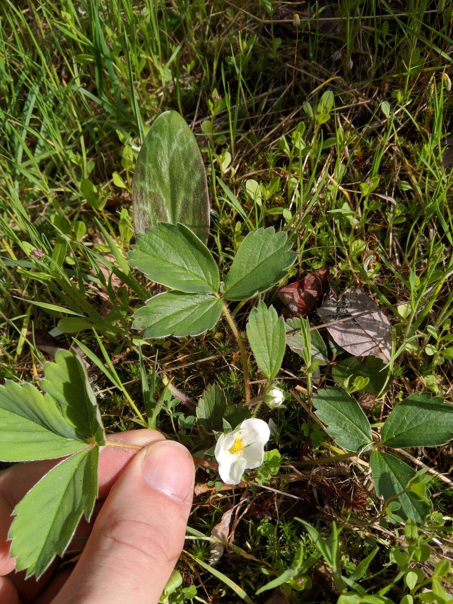 Image of Fragaria ananassa subsp. cuneifolia (Nett. ex Howell) G. Staudt