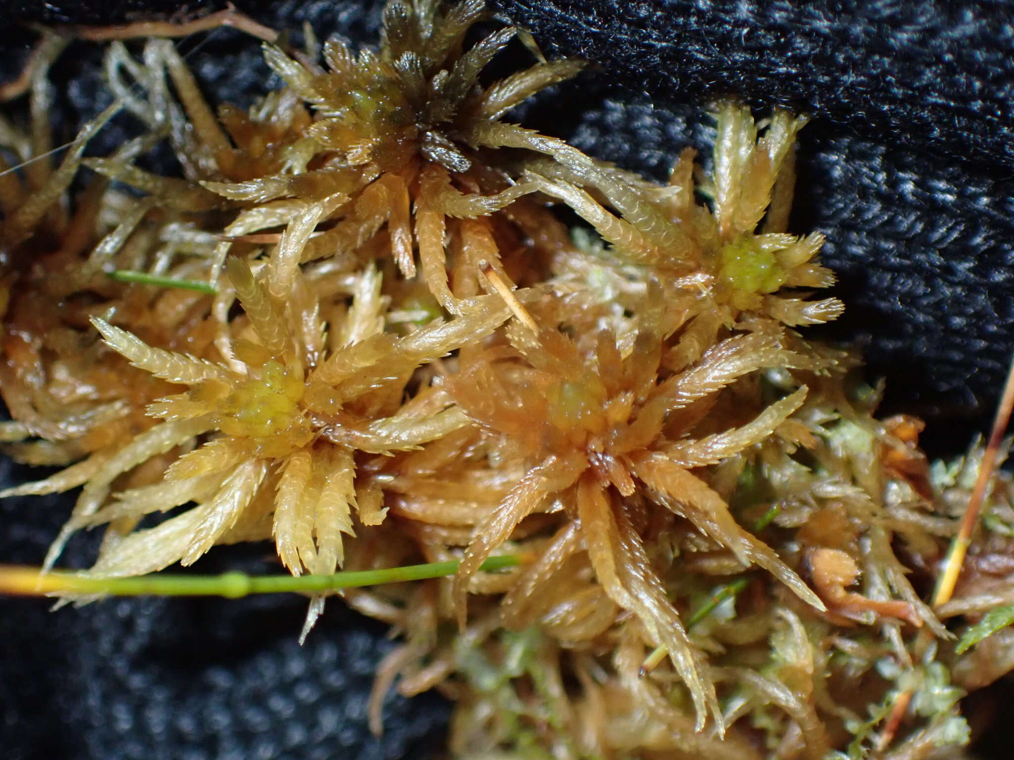 Sphagnum teres Ångström ex C. J. Hartman 1861的圖片