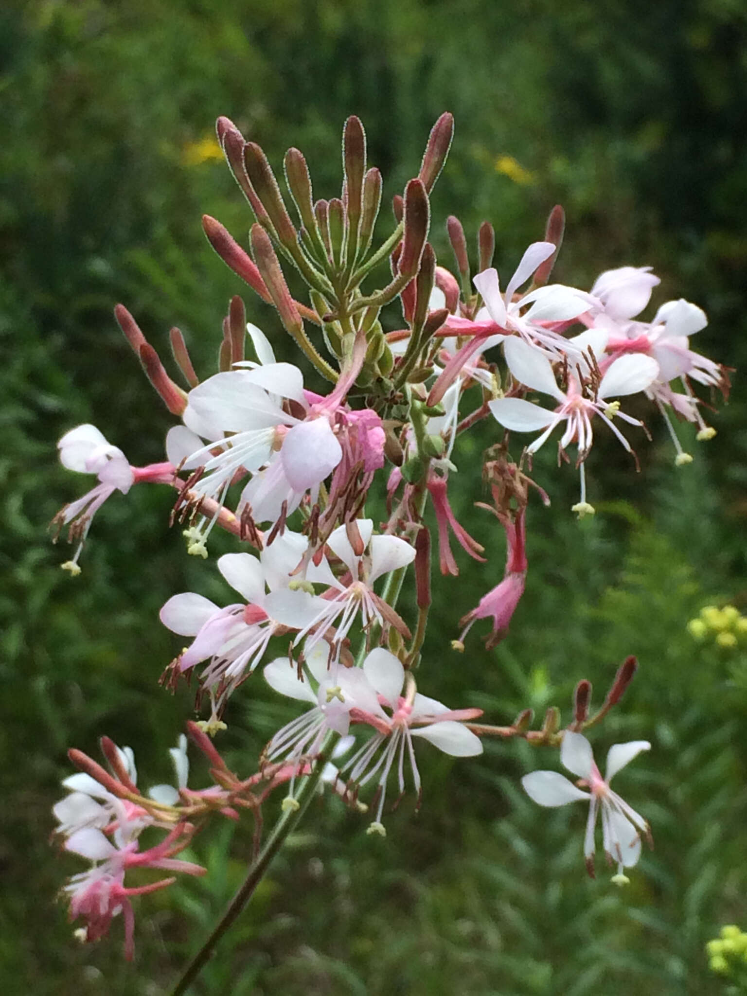 Imagem de Oenothera gaura W. L. Wagner & Hoch