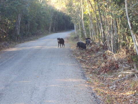 Image of white-lipped peccary