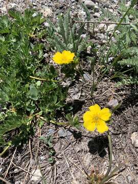 Image of Drummond's cinquefoil