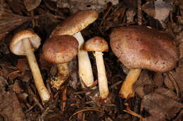 Image of Agaricus dulcidulus Schulzer 1874