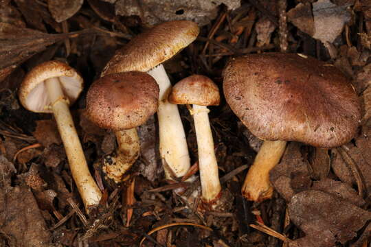 Image of Agaricus dulcidulus Schulzer 1874