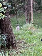 Plancia ëd Macropus rufogriseus banksianus (Quoy & Gaimard 1825)