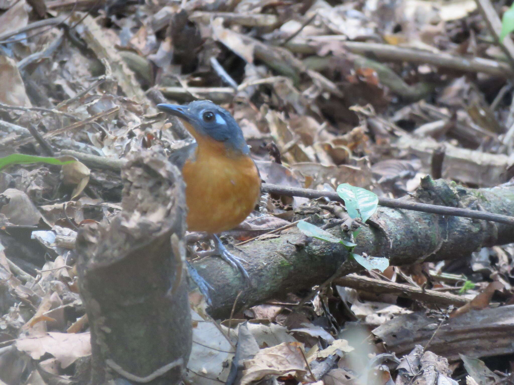 Image of Plumbeous Antbird