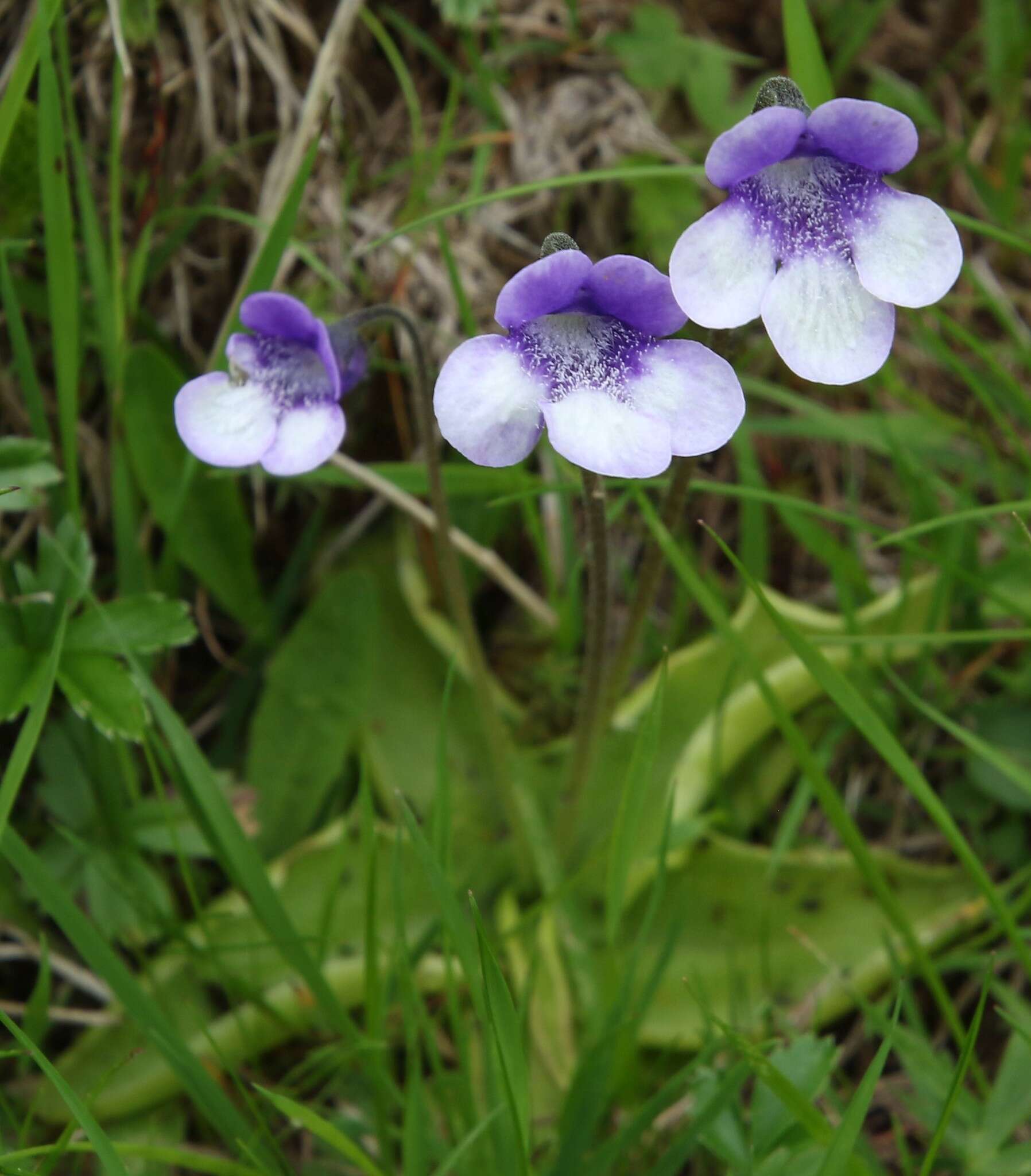 Image of Pinguicula leptoceras Rchb.